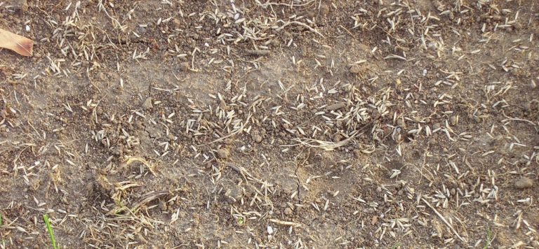 How Much Topsoil Do I Need
