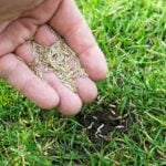 Growing Your Lawn from Grass Seed: 6 Steps