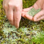 Growing Your Lawn from Grass Seed: 6 Steps