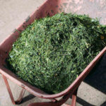 Reasons to Use Grass Clippings as Mulch