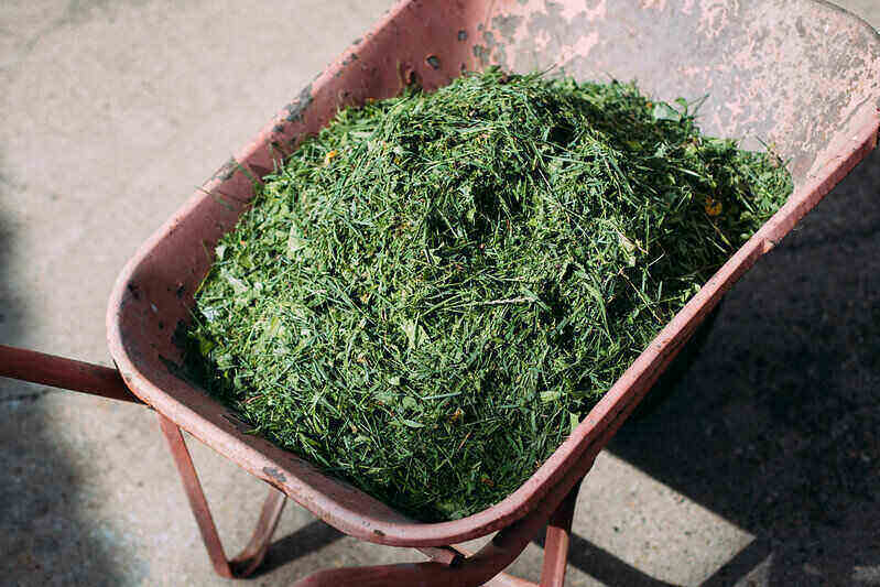 wheelbarrow filled with grass clippings