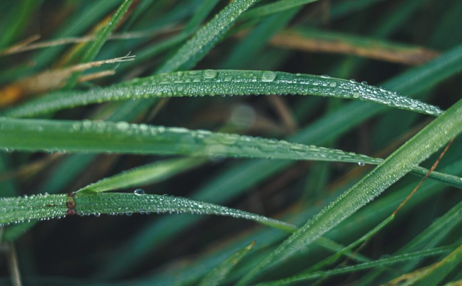 Dewy grass blades