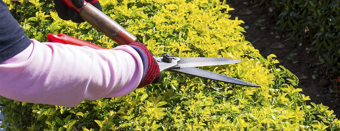 Shrub pruning