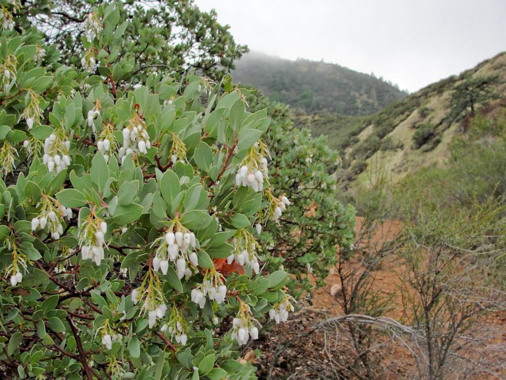 Big berry manzanita
