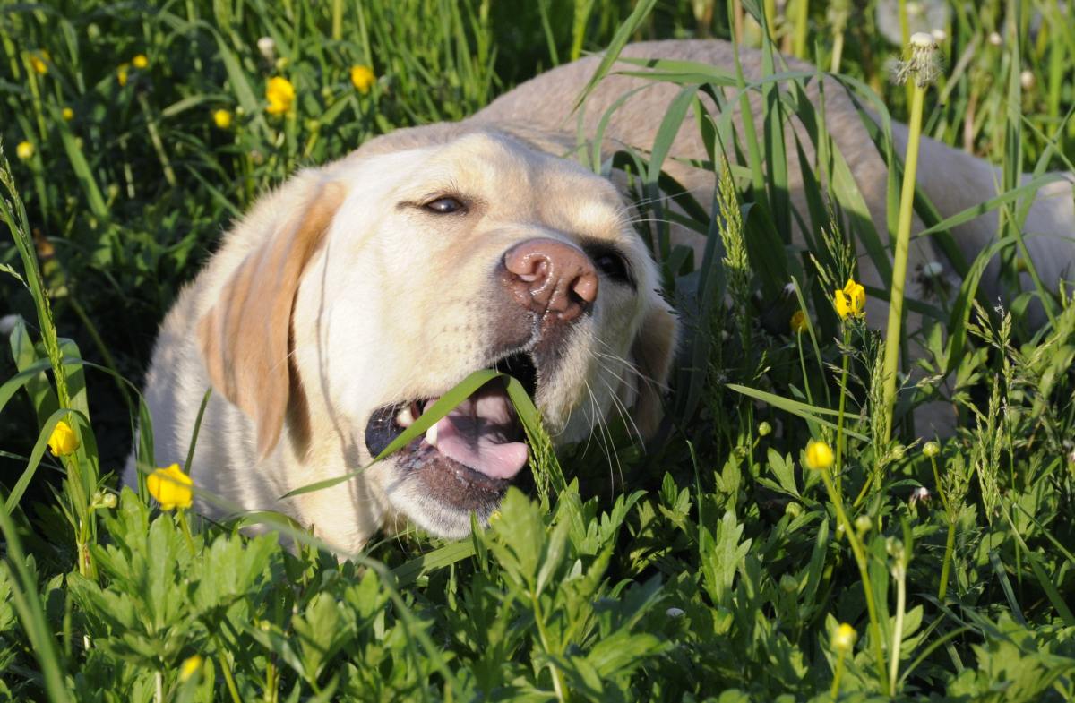 Dog eating grass