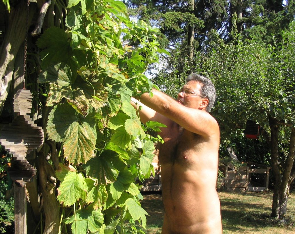 Mark Storey of Seattle, founder of World Naked Gardening Day, prunes hops.