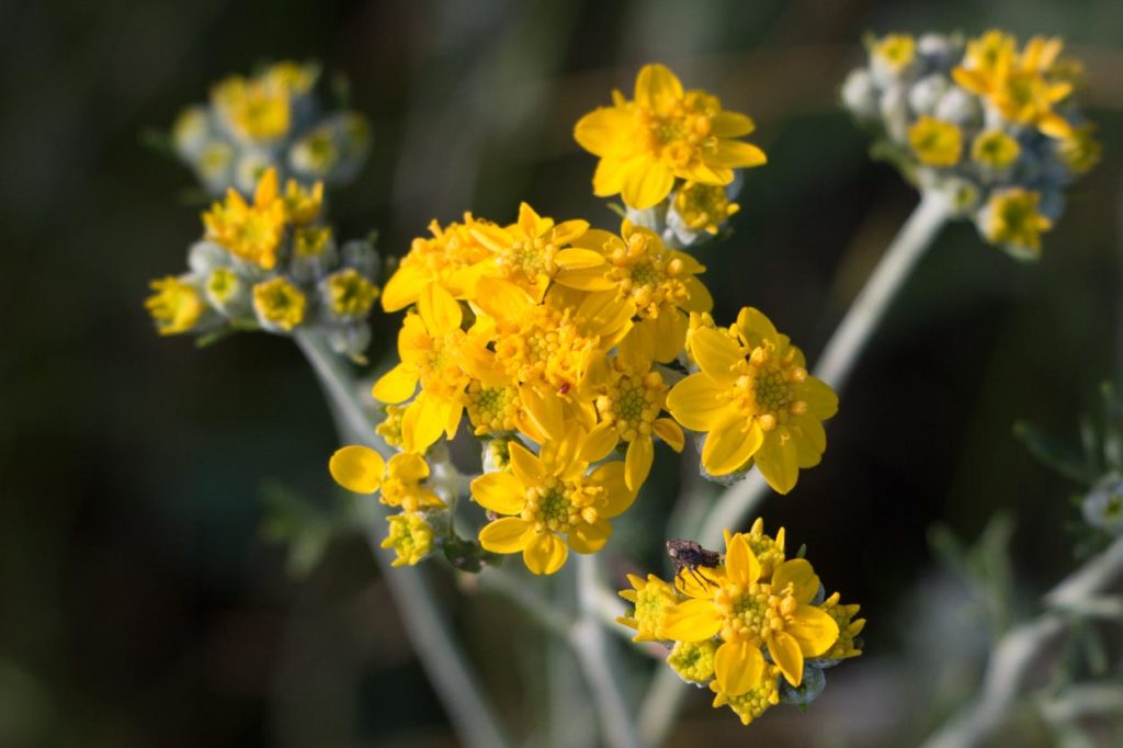 Native Flowers That Will Thrive in Your Los Angeles Garden