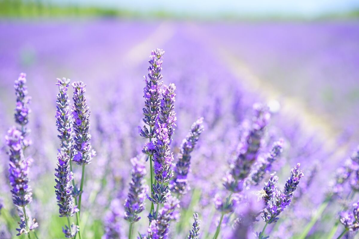 purple colored flowers
