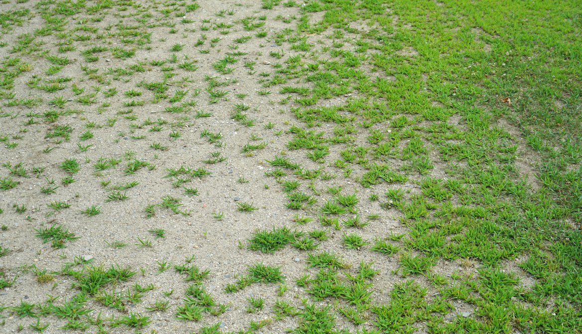 6 common lawn mistakes