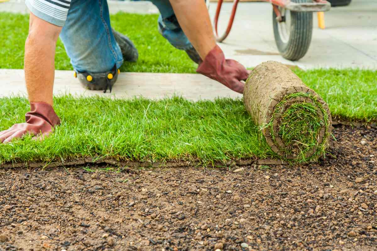 gardener laying sod in a yard