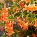 Native Flowers That Will Thrive in Your Los Angeles Garden