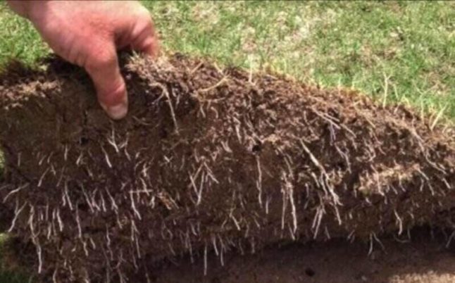 Sod with roots