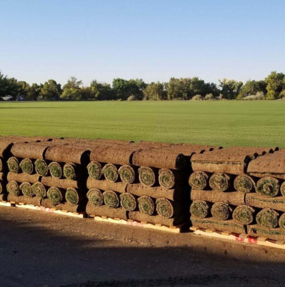 Harvested sod, ready for delivery