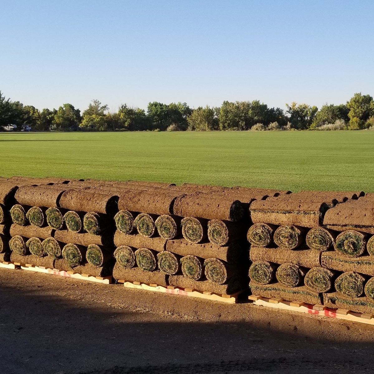 Harvested sod, ready for delivery