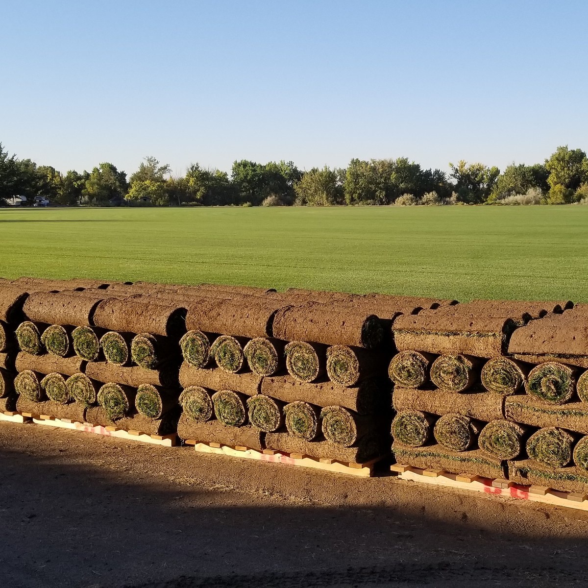 How To Lay Down Grass Sod For A Yard 6 Steps Lawnstarter