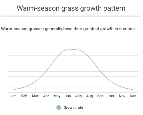Warm-season grass growth pattern