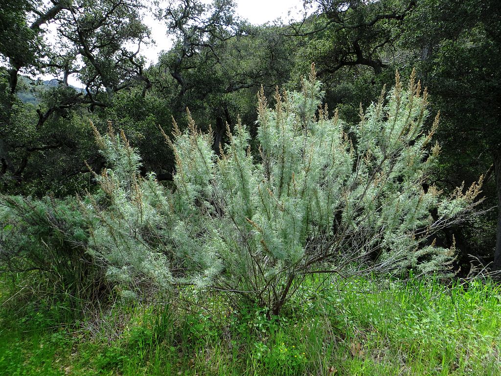 California Sagebrush