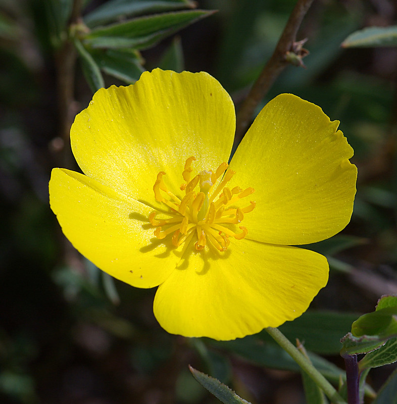 Bush Poppy