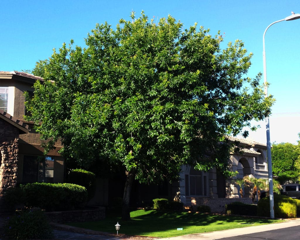 10 Worst Trees to Plant in Austin Lawnstarter