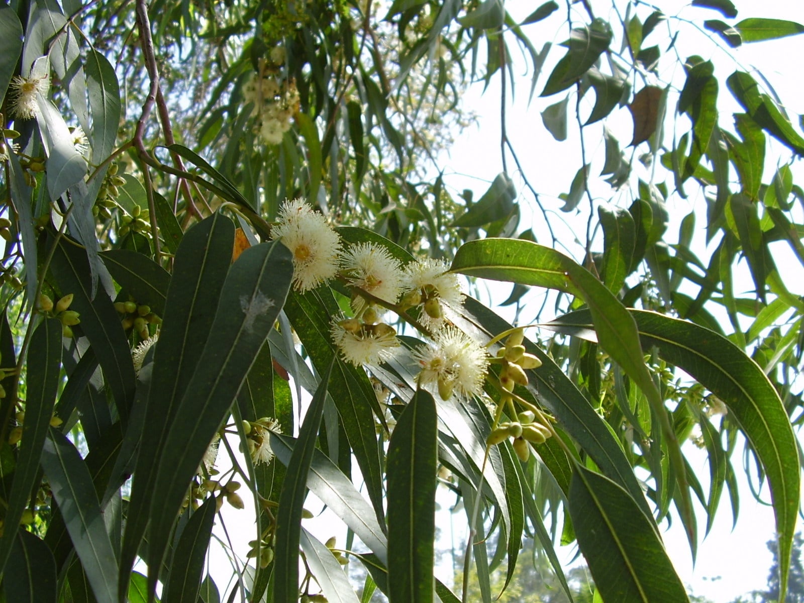 Eucalyptus
