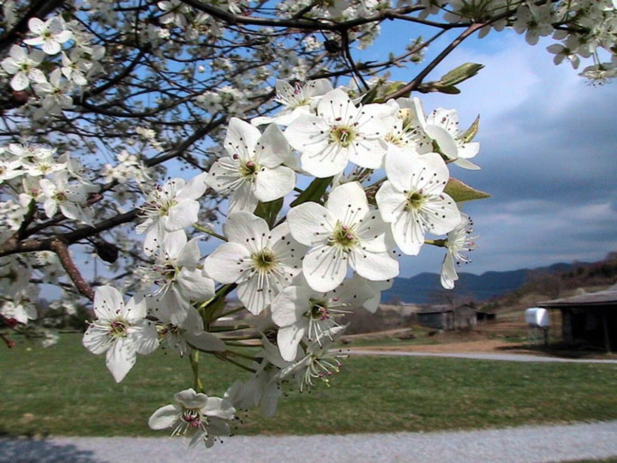 White colored leaves of bradford pear tree
