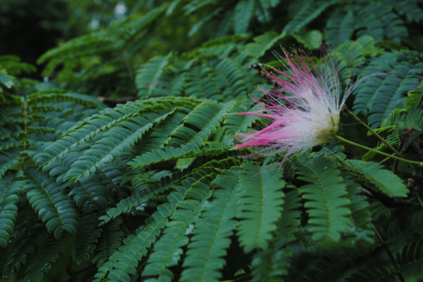 Mimosa