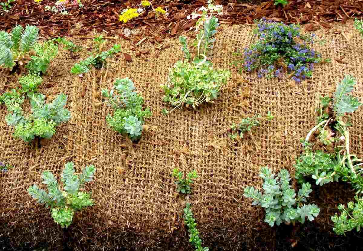 Pros and Cons of Using Landscape Fabric