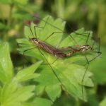 Eco-Friendly Ways to Control Outdoor Pests in Austin