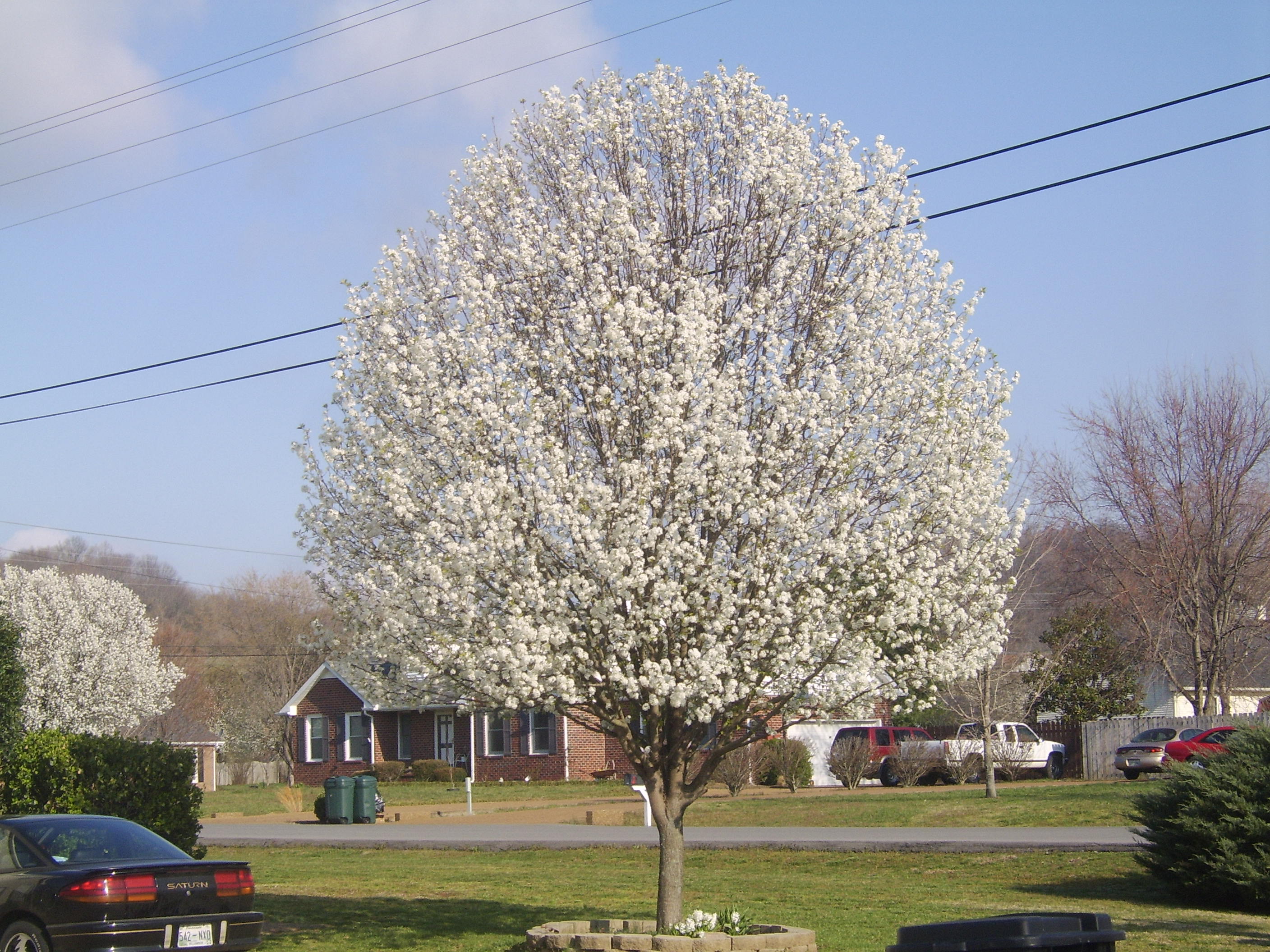 Bradford pear