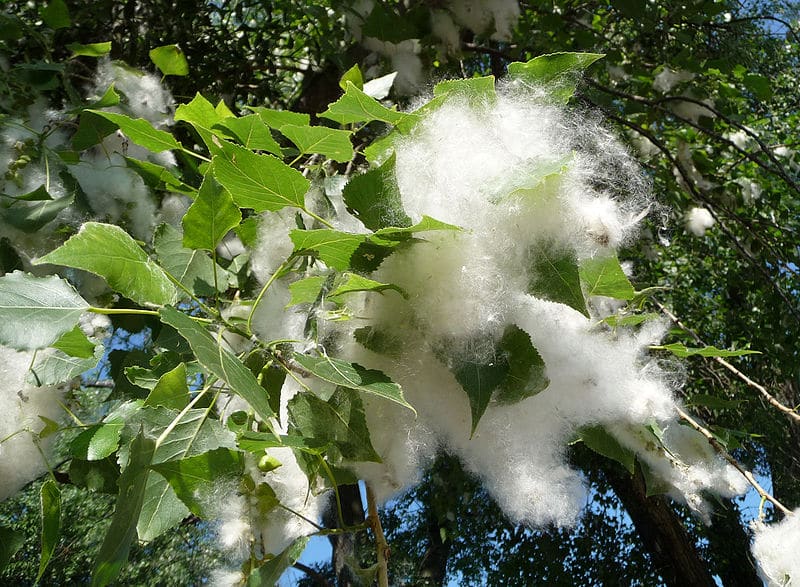 Cottonwood