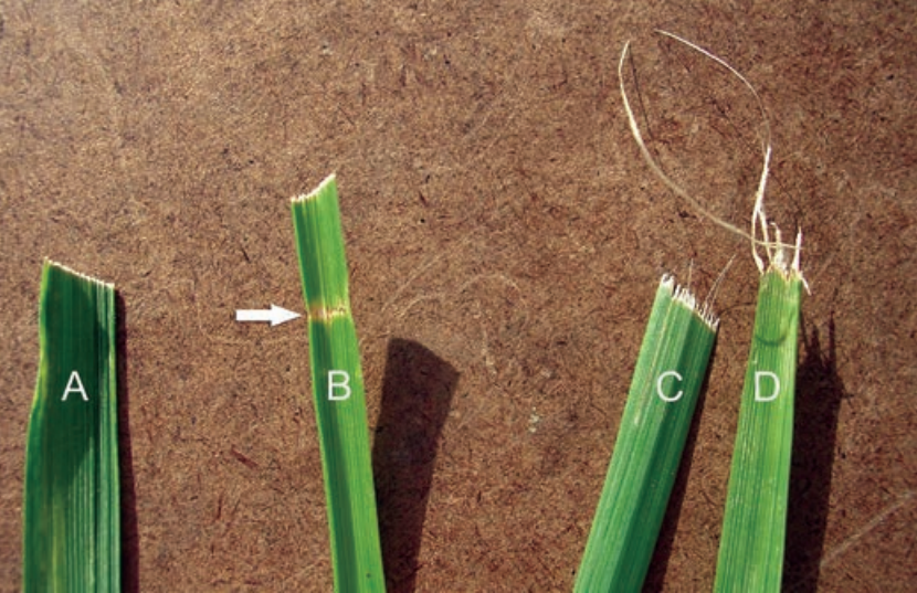 Grass damaged by dull mower blades