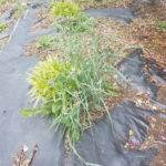 Pros and Cons of Using Landscape Fabric