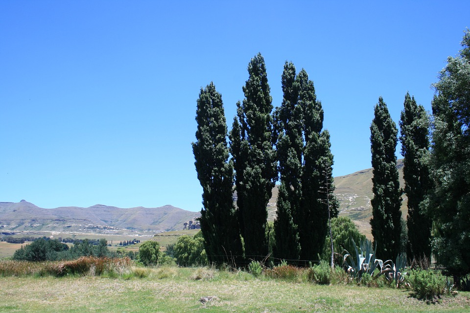 Lombardy poplar