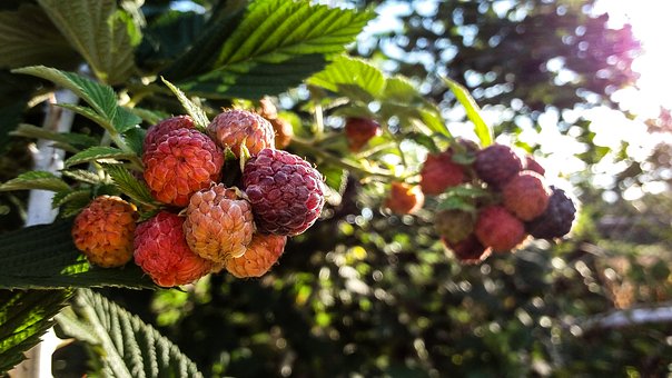 Mulberry
