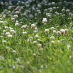 8 Reasons to Plant a Clover Lawn