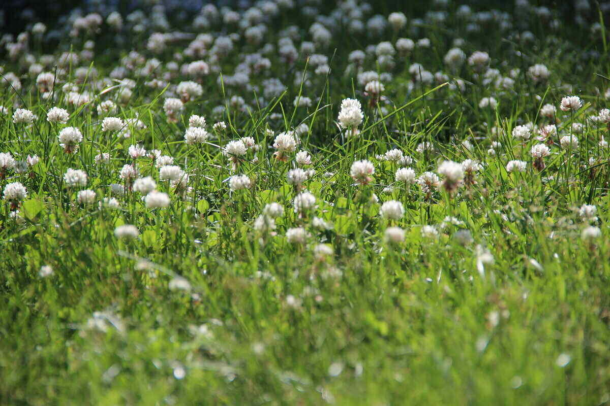 White Clover