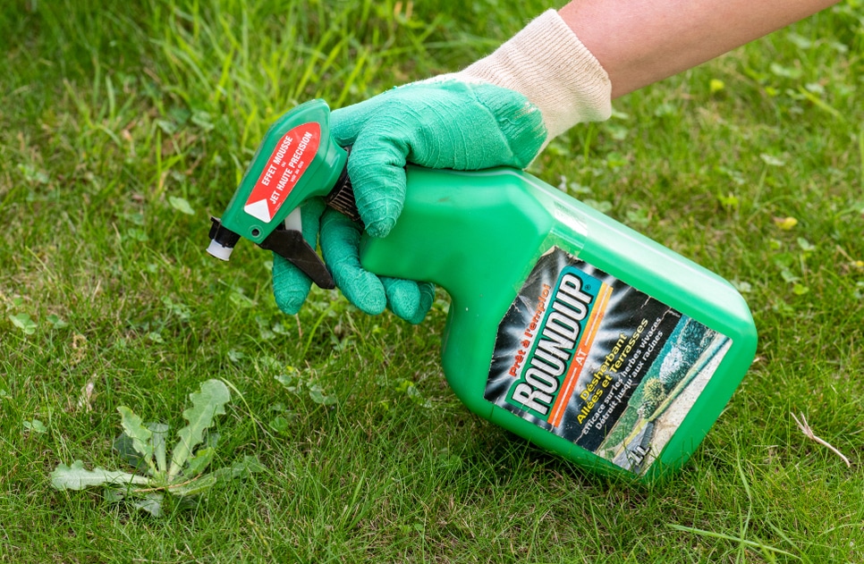 Roundup by Monsanto: an effective, but now controversial weed-killer
