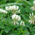 We’re Thinking Over Why We Kill Clover