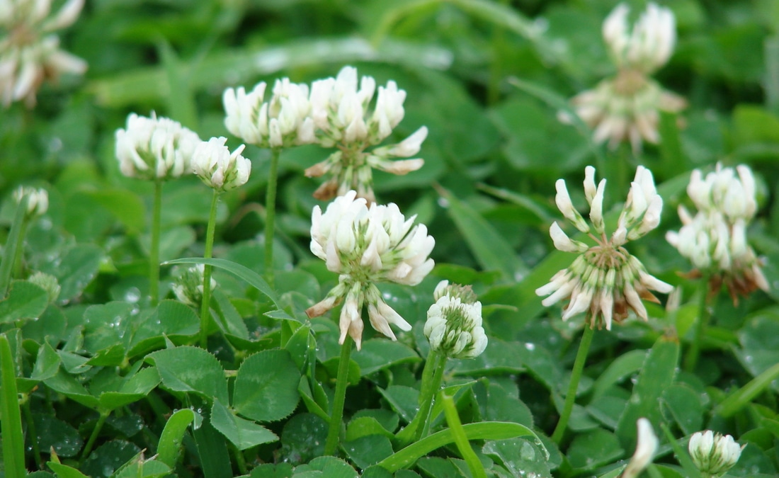 Nature's Seed S-TRRE-1000-F Dutch Clover ft 1000 sq 