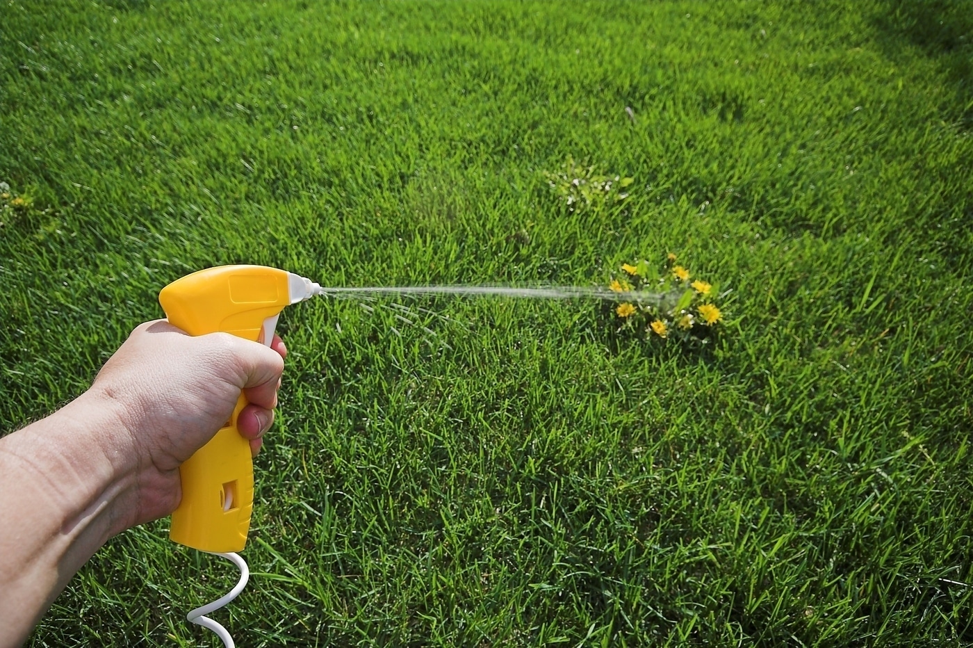 when to spray weed killer