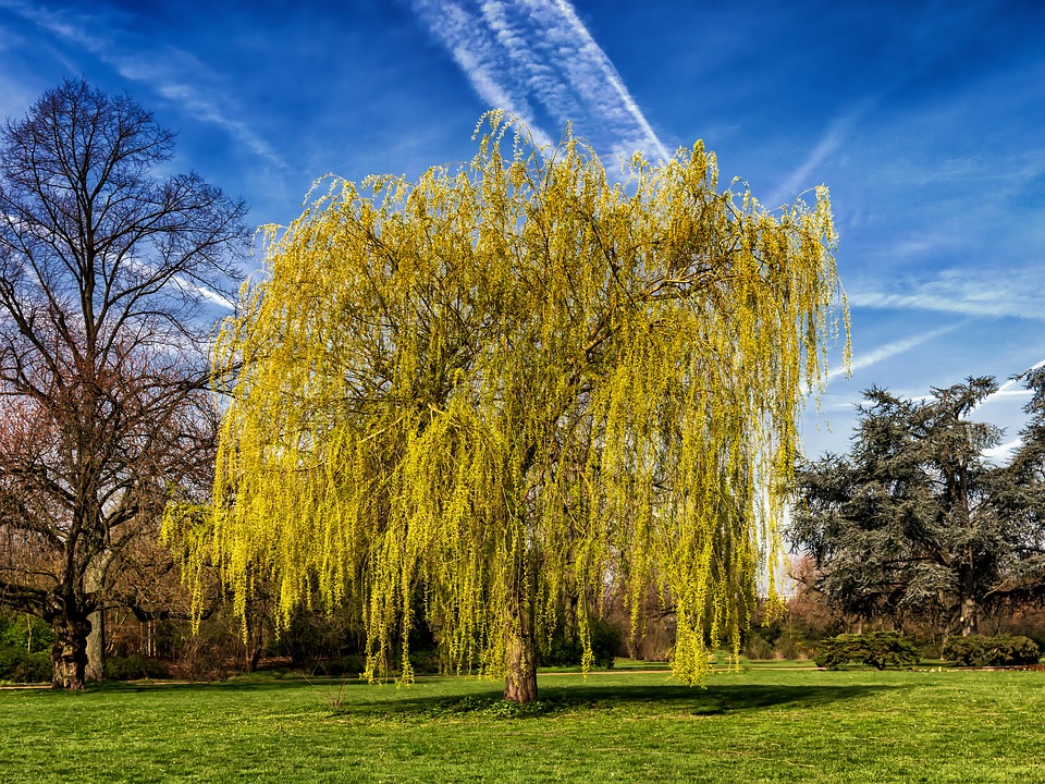 Willow