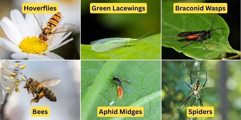 Collage of six helpful garden insects including hoverflies, green lacewings, braconid wasps, bees, aphid midges, and spiders.