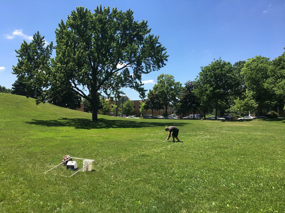 James Wolfin works on the university's bee lawn. Photo credit: Spivak Bee Lab and Watkins Turfgrass Science Lab, University of Minnesota.