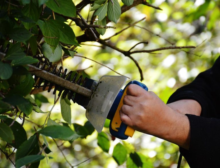 Shrub pruning proper