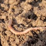 How Earthworms Help Your Lawn, Grass and Soil