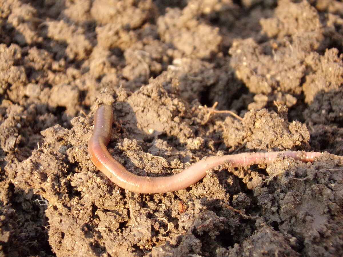 How Earthworms Help Your Lawn, Grass and Soil