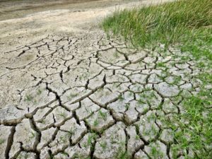 Grass in drought