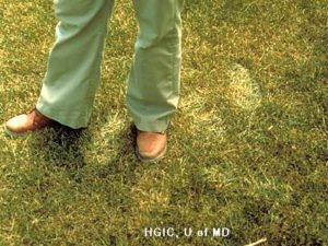 Footprints in a drought-stressed lawn