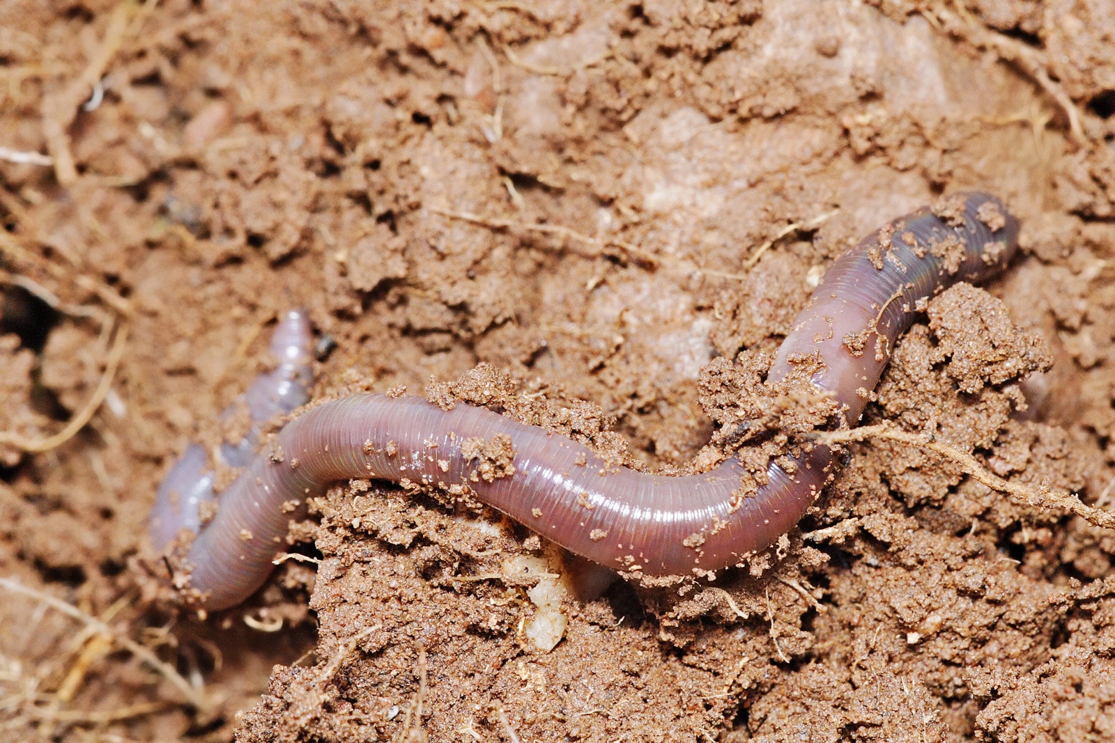 Earthworms - how they help your lawn