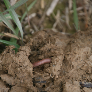 Earthworm
